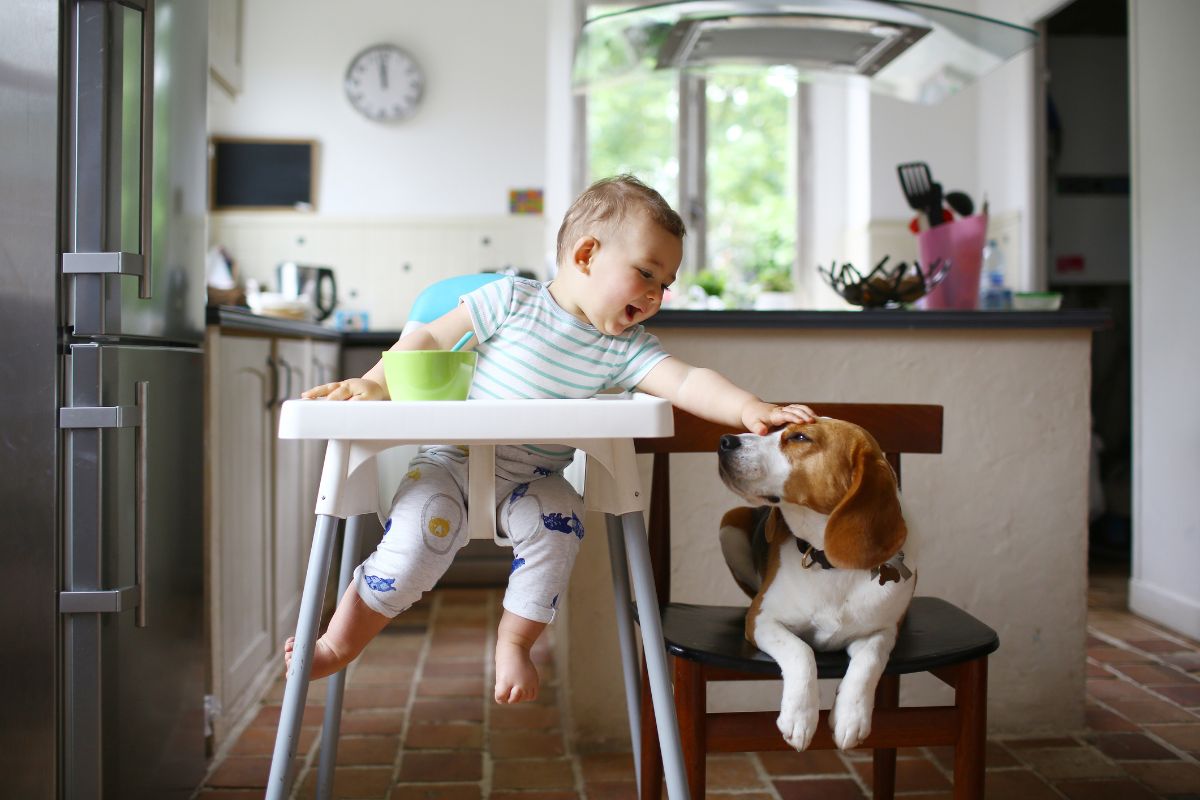 bebe jugando con mascota